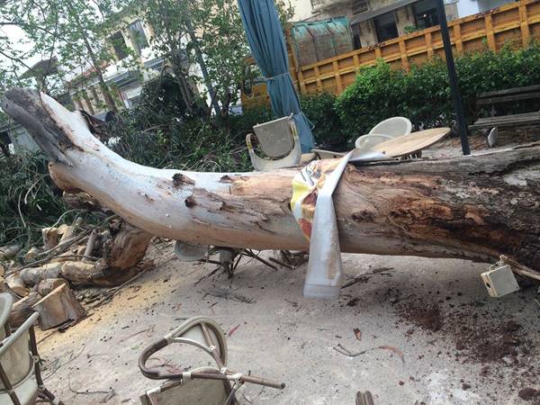 Ο άνεμος ξερίζωσε ευκάλυπτο στα Φιλιατρά