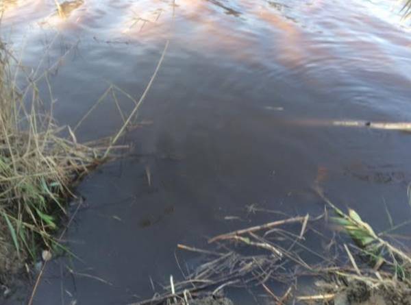 Καταγγέλλουν ελαιοτριβείο για ρύπανση του ποταμιού της Βελίκας