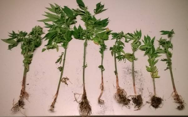 Χασισοφυτεία στη Στενωσία και σύλληψη 48χρονου