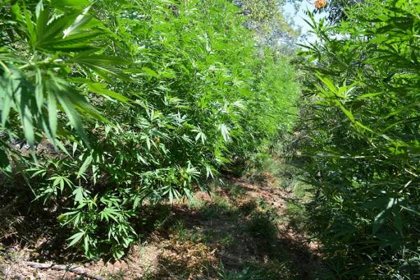 Νέα "ορφανή" φυτεία με 144 χασισόδεντρα στην Πυλία