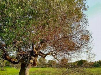 Ελεγχος για το βακτήριο Xylella στην Τριφυλία