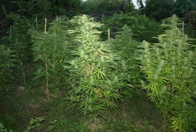 Σύλληψη για χασισοφυτεία και όπλα στα Ανώγεια Λακωνίας