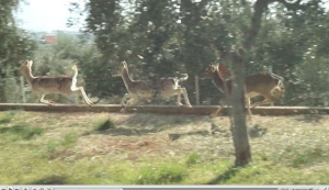 Βίντεο με ζαρκάδια στην... Καλαμάτα