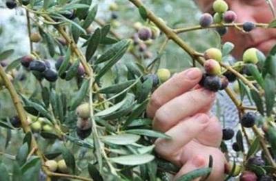 Καλαμάτα: Παράσταση διαμαρτυρίας αγροτών για τη δακοκτονία