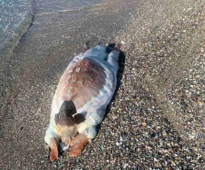 Νεκρή καρέτα – καρέτα στη Δυτική Παραλία