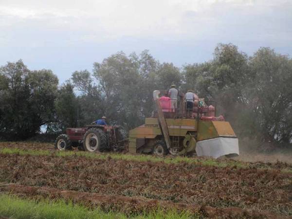 Κακή χρονιά για το φιστίκι σε Καλαμάτα και Μεσσήνη