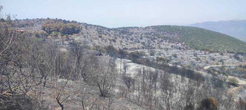 “Λαϊκή Συσπείρωση” Τριφυλίας: “Αμεσα αποζημιώσεις για τις πυρκαγιές”