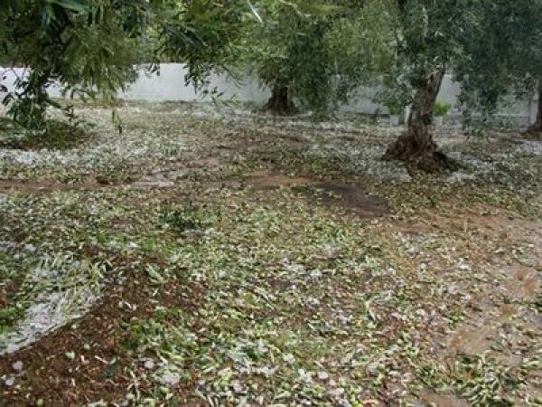 Το χαλάζι &quot;χτύπησε&quot; την ελαιοπαραγωγή