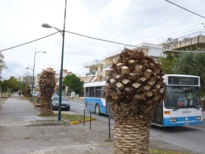 Εξαπλώνεται στη Ναυαρίνου το κόκκινο σκαθάρι
