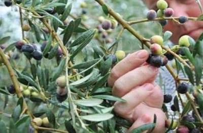 Διαμαρτυρίες παραγωγών για την καθυστέρηση των ψεκασμών: Εντονη ανησυχία για τη δακοκτονία