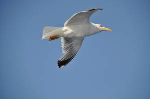 Επιστρέφουν στη φύση ασημόγλαροι από το ΕΚΠΑΖ