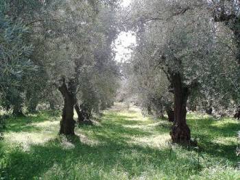 Στα 6,2 ευρώ το κιλό το λάδι στη Ιταλία λόγω της χαμηλότερης παραγωγής των της 15ετίας