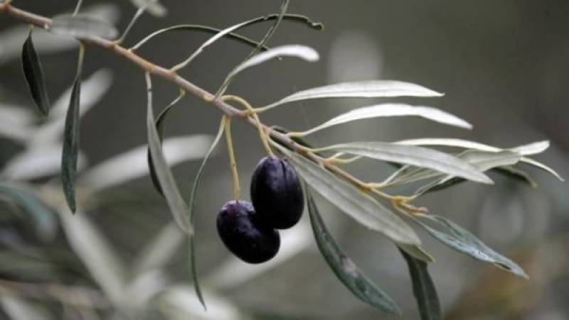 Ημερίδα “Νηλέα” για βιολογική καλλιέργεια ελιάς
