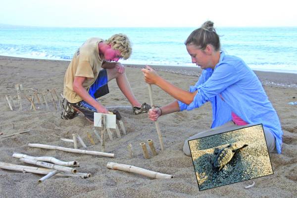 Περισσότερες από 1.000 φωλιές θαλάσσιας χελώνας στον Κυπαρισσιακό