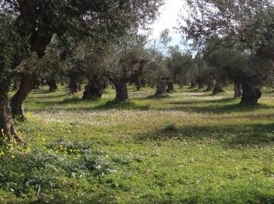 Νέα παρέμβαση Πετράκου για δασικούς χάρτες 