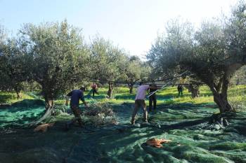 ΟΠΕΚΕΠΕ: &quot;Κανένα πρόβλημα με την εκκαθάριση της επιδότησης&quot;