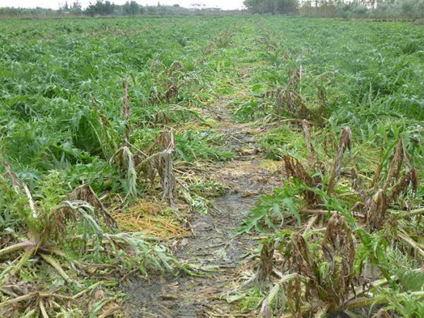 Δολιοφθορά σε κτήματα αγκινάρας