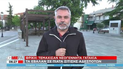 Φρίκη στη Θεσσαλονίκη: Τεμάχισαν νεογέννητα γατάκια και τα έβαλαν σε πιάτο σίτισης αδέσποτων (βίντεο)