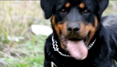 Εύβοια: Στη ΜΕΘ ο 6χρονπος που δαγκώθηκε από ροτβάιλερ (Βίντεο)