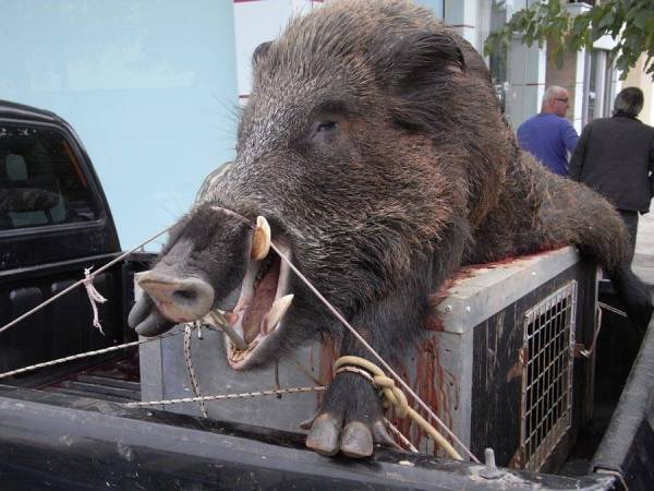 Απολογισμός Κυνηγετικού Συλλόγου Καλαμάτας: Πληγή η επίδειξη θηραμάτων στο Facebook