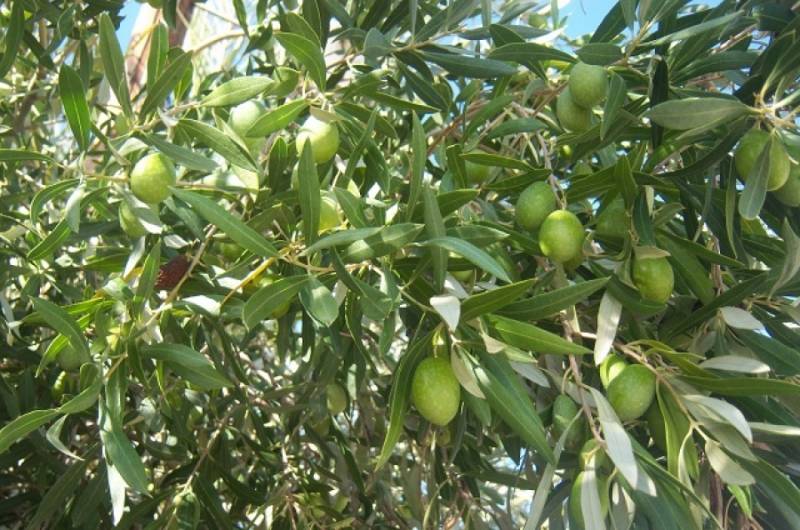 Αμεση έναρξη δακοκτονίας ζητεί το Δημοτικό Συμβούλιο Μεσσήνης