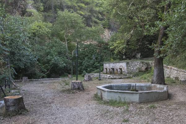 Αρρώστεια σκοτώνει τα πλατάνια της Μέλπειας (βίντεο - φωτογραφίες)
