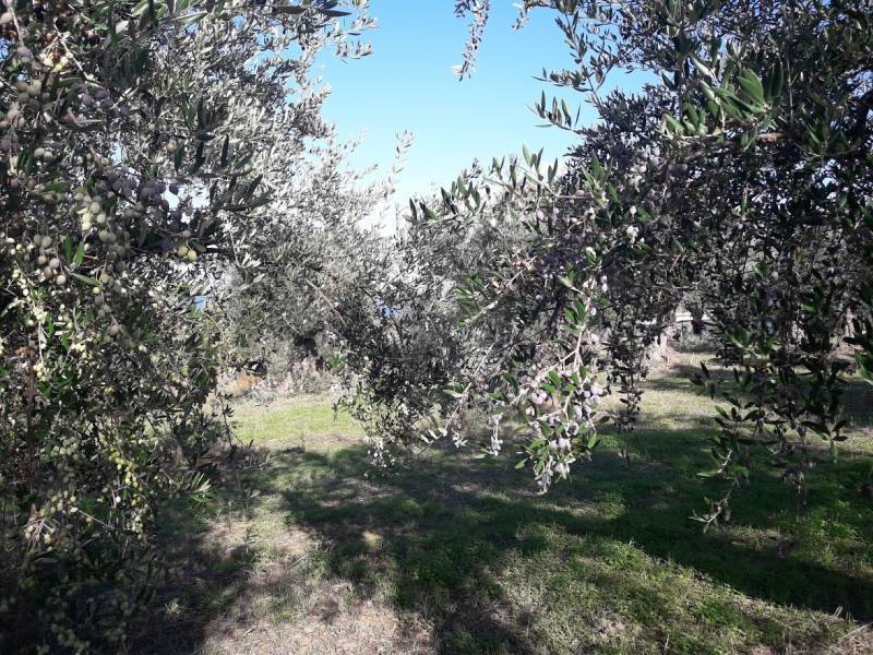 Στήριξη ελαιοπαραγωγών ζητεί ο Αγροτικός Σύλλογος Χανδρινού