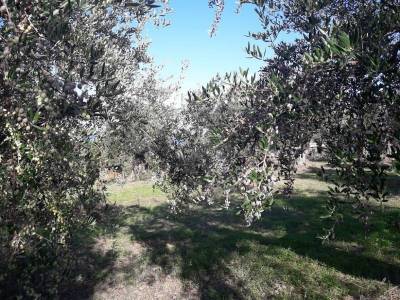 Στήριξη ελαιοπαραγωγών ζητεί ο Αγροτικός Σύλλογος Χανδρινού