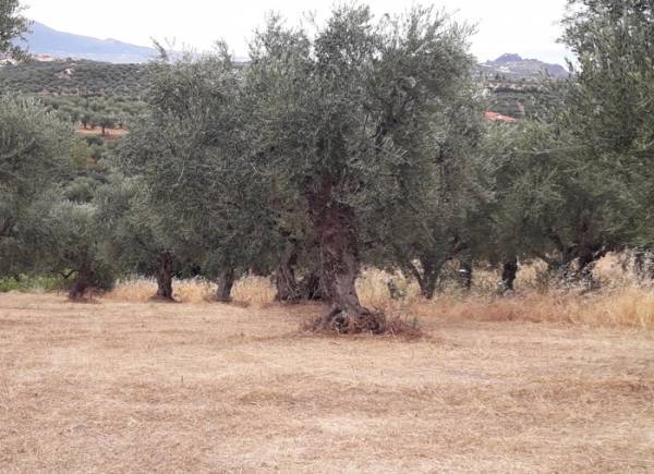 Η ΔΑΟΚ Τριφυλίας για προστασία από τον πυρηνοτρήτη