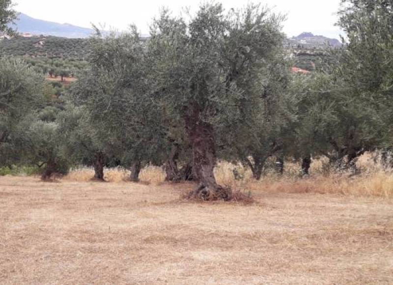 Η ΔΑΟΚ Τριφυλίας για προστασία από τον πυρηνοτρήτη