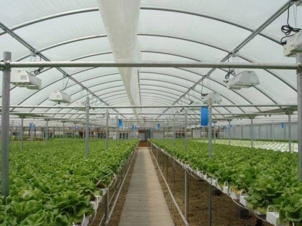 Αγροτικός Σύλλογος Φιλιατρών: Ανησυχία για κάλυψη θερμοκηπίων από τον ΔΕΔΔΗΕ