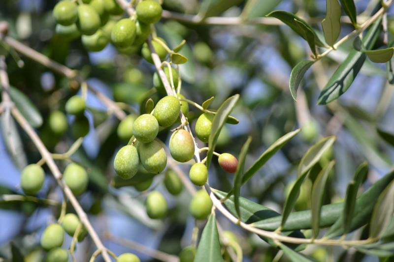 Αδιαφορία για το δράμα των ελαιοπαραγωγών