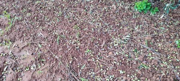 Ανησυχία ελαιοπαραγωγών για ζημιές από τους ισχυρούς ανέμους