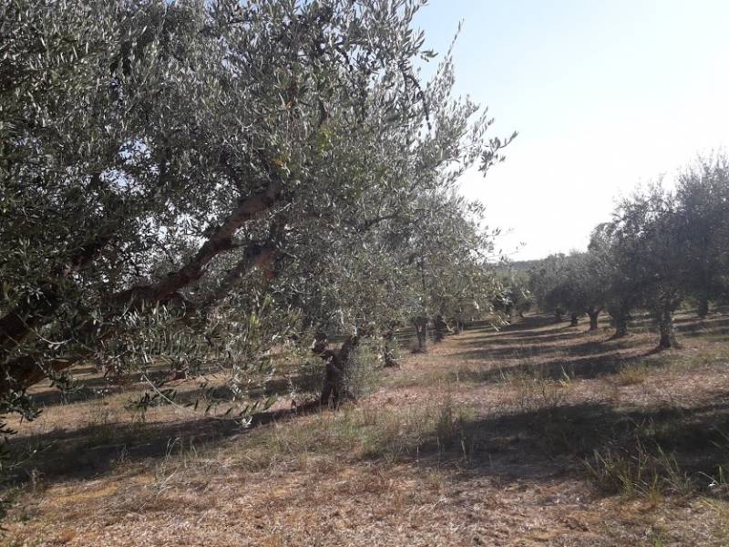 Η ελαιοπαραγωγή ένα  βήμα πριν την εγκατάλειψη