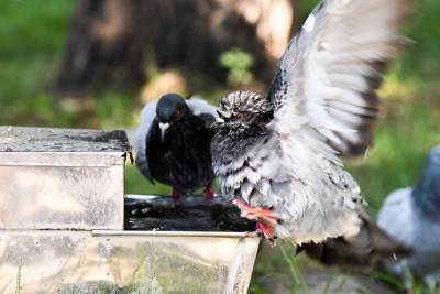 Ανασκόπηση καιρού: Στις υψηλότερες θερμοκρασίες του 2020 τα Αρφαρά