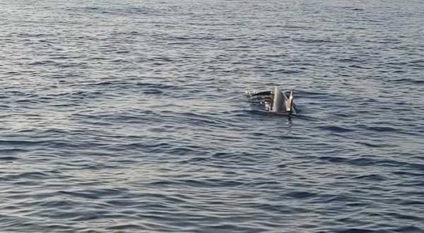 Χορός δελφινιών στον Κυπαρισσιακό Κόλπο