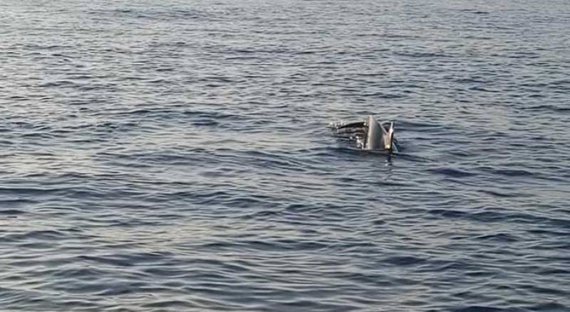 Χορός δελφινιών στον Κυπαρισσιακό Κόλπο