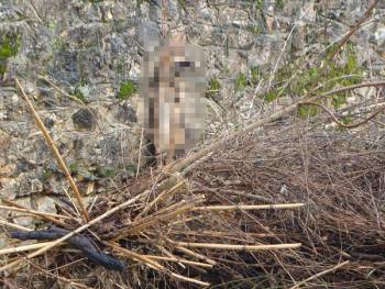 Κρέμασαν σκύλο στα Γιαννιτσάνικα (σκληρές φωτογραφίες)