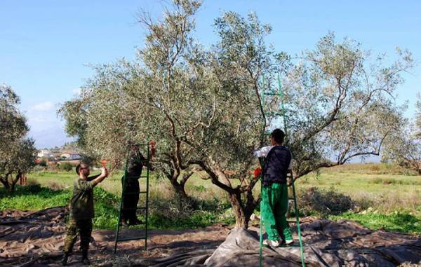 Ευκαιρία απασχόλησης στους αγρότες της Θεσσαλίας