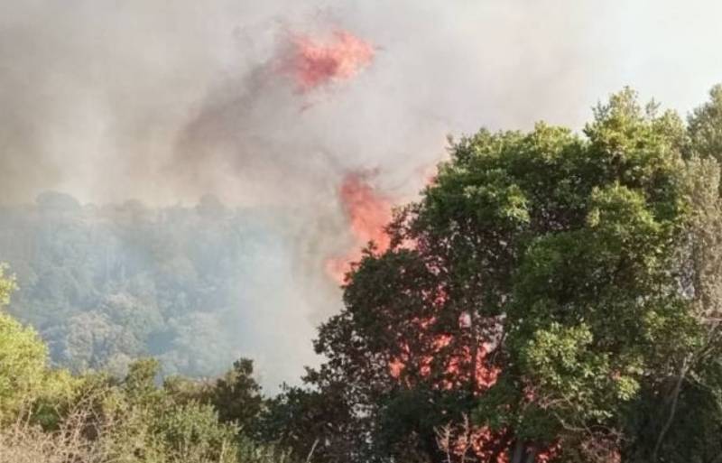 Πυρκαγιές στη Μεσσηνία: Εκτίμηση ζημιών από επιτροπές (βίντεο)