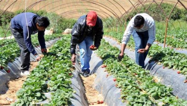 Αθώοι δύο από τους τέσσερις κατηγορούμενους στην υπόθεση της Μανωλάδας