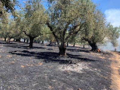 Σοβαρές ζημιές στην ελαιοκαλλιέργεια  στην περιοχή της Χώρας