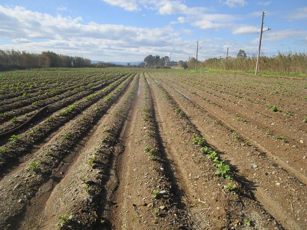 Καλαμάτα: Μάχη προστασίας της πατάτας από τον πάγο στον Μπουρνιά
