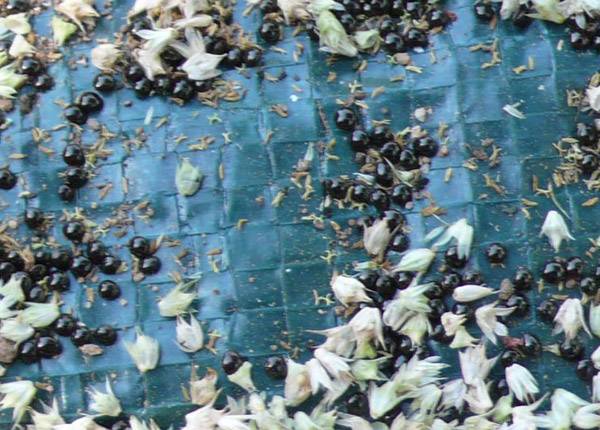 "Ανακαλύπτω τους σπόρους" στο Αγρόκτημα Φοίφα