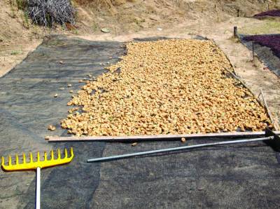 Καλή μέχρι τώρα η χρονιά για τα σύκα