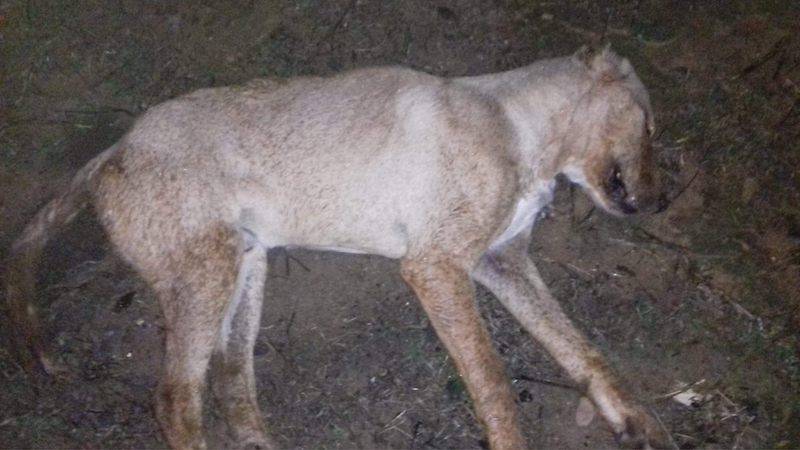 Θερίζουν οι φόλες τις τελευταίες ημέρες στη Μεσσηνία