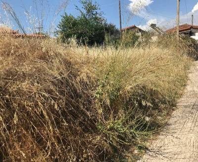 Δημοτική Επιτροπή Μεσσήνης: Αντιπαράθεση για τον καθαρισμό βλάστησης