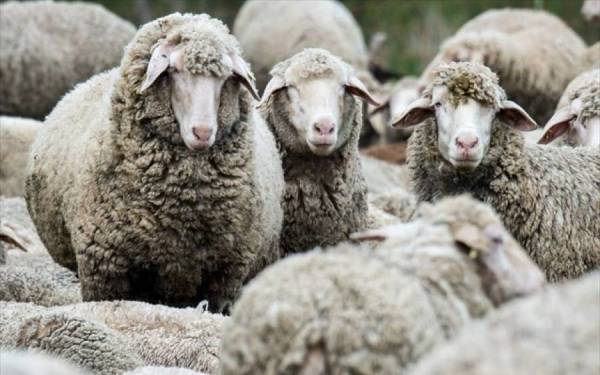 Αποζημίωση για εντομοκτόνα μέχρι να εξαντληθούν τα λεφτά για τον καταρροϊκό πυρετό