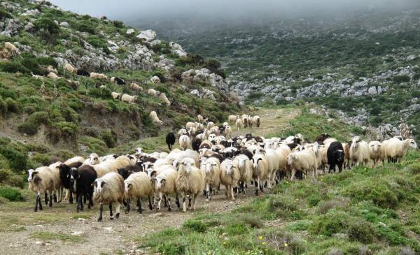 8 εκ. ευρώ για τη βιολογική κτηνοτροφία στην Περιφέρεια Πελοποννήσου