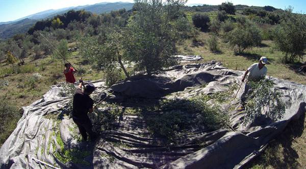 Αξιοποίηση κομμένων κλαδιών ελιάς από το "Νηλέα"
